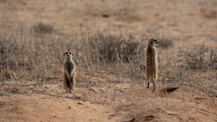 meerkats on the lookout