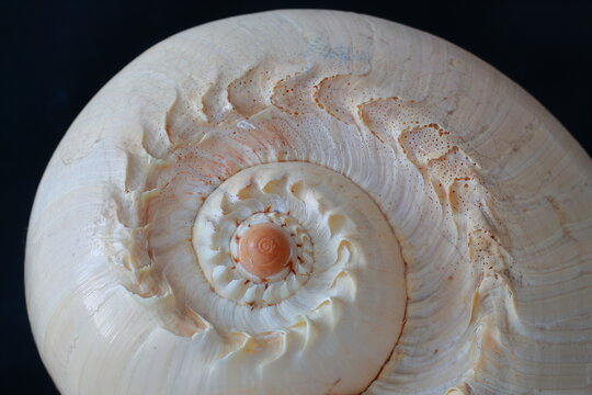 Lumaca di mare dorata