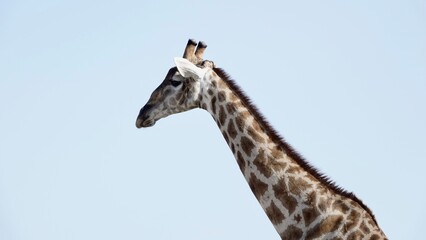 Giraffe in freier Natur, Namibiagiraffe