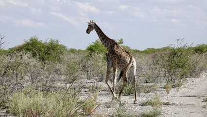 Obraz na płótnie Canvas Giraffe in freier Natur, Namibiagiraffe