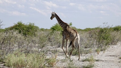 Giraffe in freier Natur, Namibiagiraffe