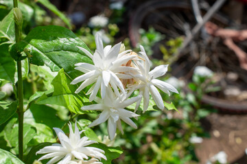 Arabian jasmine or Sambac jasmine Scientific name – Jasminum sambac flowers in the garden