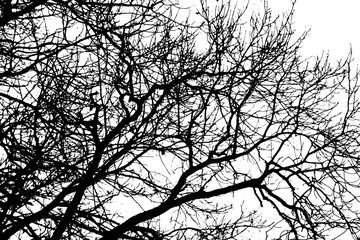Tree branch silhouette on transparent background