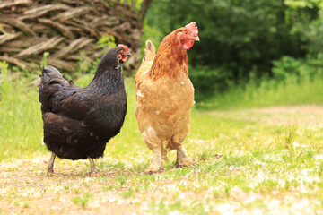 Hen and rooster outdoors in nature. Domestic birds on a natural farm in the forest. Bird in the park, zoo