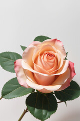 rose, flower, nature, love, beauty, closeup, valentine, garden, flowers