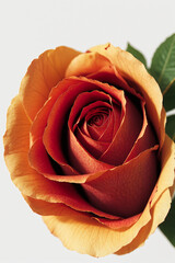 rose, flower, nature, love, beauty, closeup, valentine, garden, flowers