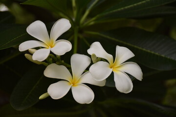Fototapeta na wymiar Plumeria Flowers