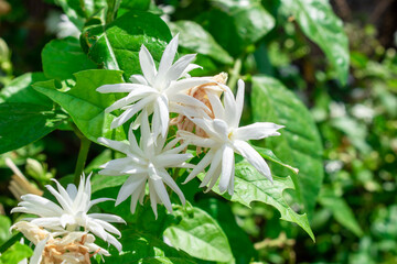 Arabian jasmine or Sambac jasmine Scientific name – Jasminum sambac flowers in the garden