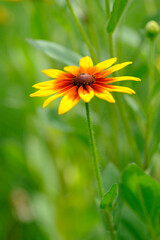 梅雨けから夏の暑い中に花を咲かせるルドベキア。黄色とオレンジの力強い色が夏の青空と太陽と似合う