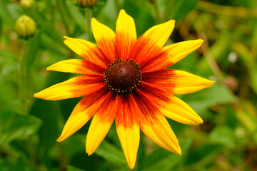 梅雨けから夏の暑い中に花を咲かせるルドベキア。黄色とオレンジの力強い色が夏の青空と太陽と似合う

