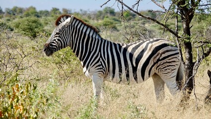 Wilde Zebras in Namibia
