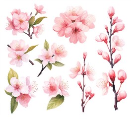 set of beautiful flowers watercolor flowers pink cherry blossom collection cherry blossom branch