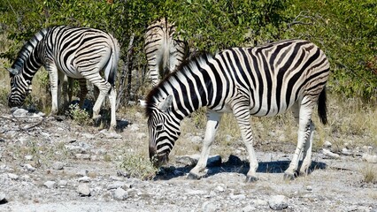 Wilde Zebras in Namibia