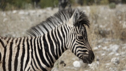 Wilde Zebras in Namibia