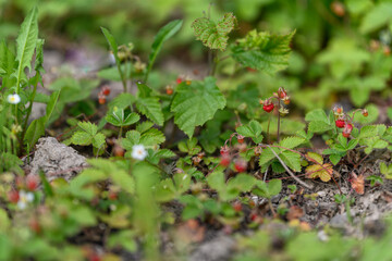 Wild strawberries ripe in the garden.