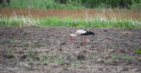 Obraz na płótnie Canvas White stork walking in a plowed field and looking for food. A blurred meadow in the background.