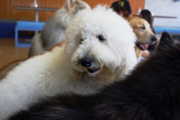 The husky dog is looking very cool.