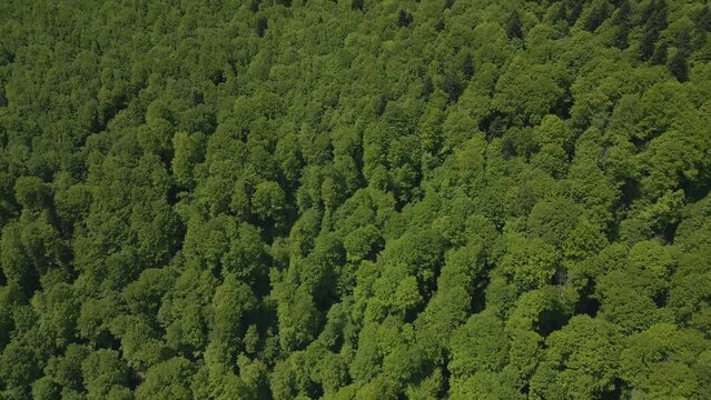 Drone flies over a green Carpathian forest with a view of the Bucegi National Park. Busteni, Prahova, Romania.