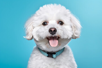 portrait of a white bichon dog