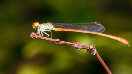 A orange damselfly perched on a tree branch and nature background, Selective focus, insect macro, Colorful insect in Thailand.