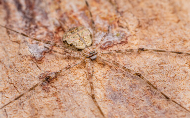 Two-Tailed Spider or Hersiliidae spider on tree trunk spider in tropical forest, Selective focus, Macro photo in Thailand.