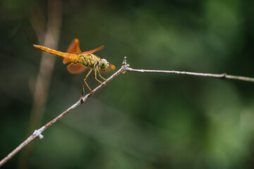 A dragonfly perched on a tree branch and nature background, Selective focus, insect macro, Colorful insect in Thailand.