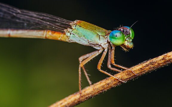 A colorfull damselfly perched on a tree branch and nature background, Selective focus, insect macro, Colorful insect in Thailand.