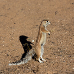 a very alert ground squirrel