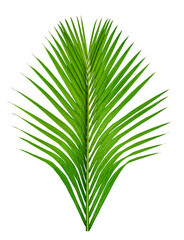 Green leaves pattern,leaf palm tree isolated