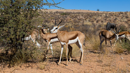feeding springbok in Kgalagadi