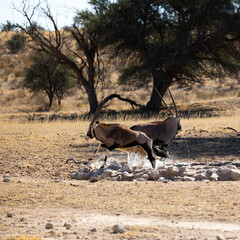 gemsbok running away from a cheetah making a splash in the waterhole