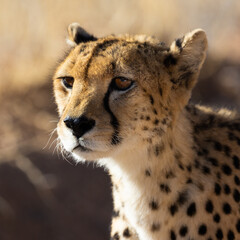 a portrait of a female cheetah in the wild