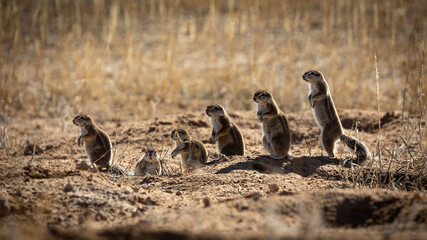a scurry of ground squirrels watching a cheetah