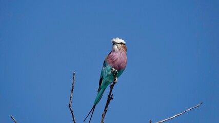 Gabelracke, bunter kleiner Vogel in Namibia