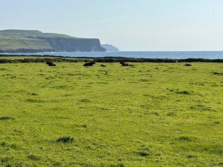 cows on the meadow with the Cliffs of Moher in the background