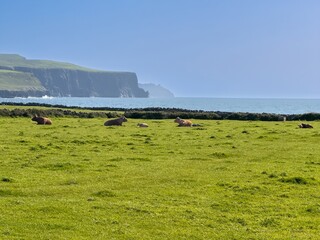 Cows with the Cliffs of Moher and the sea. 