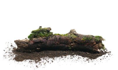 Fresh green moss on rotten trunk and dirt isolated on white, side view, clipping path