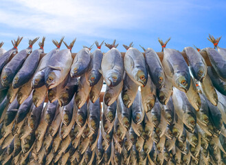 Rows of many local salted codfish hanging on bamboo racks to dried in the sun against blue sky...