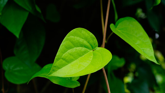 green leaves in the garden