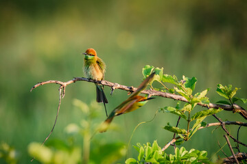 Green Bee-Eater, Little Green bee-eater, Merops Orientalis