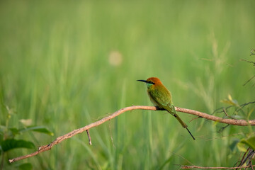 Green Bee-Eater, Little Green bee-eater, Merops Orientalis