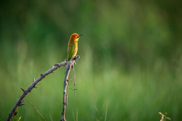Green Bee-Eater, Little Green bee-eater, Merops Orientalis