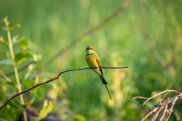 Green Bee-Eater, Little Green bee-eater, Merops Orientalis
