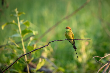 Green Bee-Eater, Little Green bee-eater, Merops Orientalis