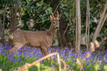 deer in the woods © Chris
