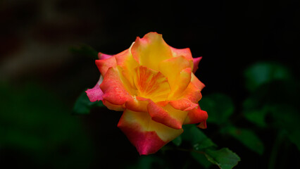 rose flower on dark background