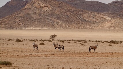 Fototapeta na wymiar Oryx Antilope in Namibischer Steppe