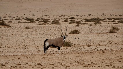 Oryx Antilope in Namibischer Steppe