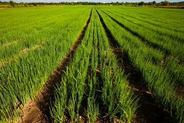 Green onion field in sunset. low depth of field.