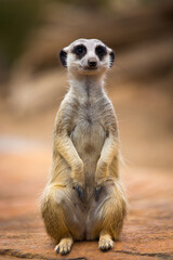 meerkat on guard